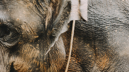 Two large land mammals, Asian elephants, elephas maximus standing side by side, covered in mud, flapping its ears, uses its long trunk to pick up food, eating branches with leaves on the ground.