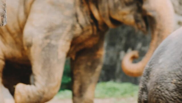 Two large land mammals, Asian elephants, elephas maximus standing side by side, covered in mud, flapping its ears, uses its long trunk to pick up food, eating branches with leaves on the ground.