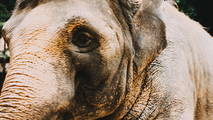 Two large land mammals, Asian elephants, elephas maximus standing side by side, covered in mud, flapping its ears, uses its long trunk to pick up food, eating branches with leaves on the ground.