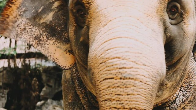 Two large land mammals, Asian elephants, elephas maximus standing side by side, covered in mud, flapping its ears, uses its long trunk to pick up food, eating branches with leaves on the ground.