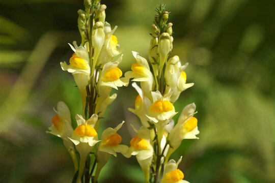 Closeup flowers of Linaria vulgaris, the common toadflax, yellow toadflax, butter-and-eggs. Family Plantaginaceae. Dutch garden, summer, June