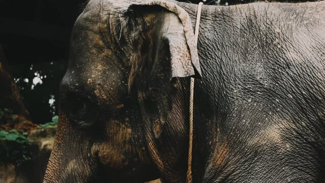 Two large land mammals, Asian elephants, elephas maximus standing side by side, covered in mud, flapping its ears, uses its long trunk to pick up food, eating branches with leaves on the ground.