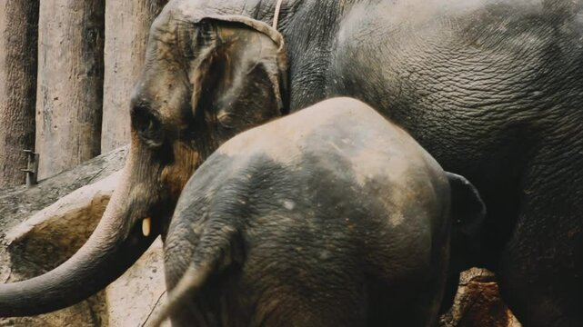 Two large land mammals, Asian elephants, elephas maximus standing side by side, covered in mud, flapping its ears, uses its long trunk to pick up food, eating branches with leaves on the ground.