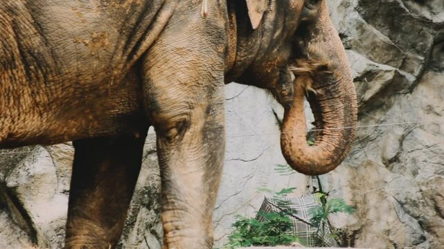 Two large land mammals, Asian elephants, elephas maximus standing side by side, covered in mud, flapping its ears, uses its long trunk to pick up food, eating branches with leaves on the ground.