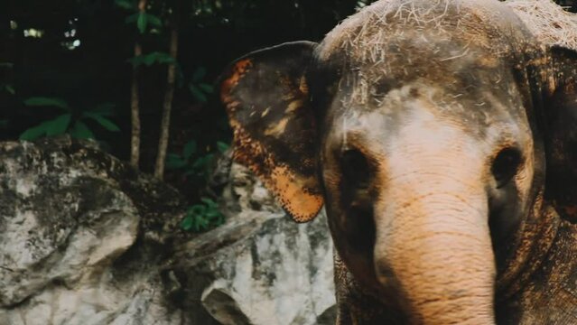 Two large land mammals, Asian elephants, elephas maximus standing side by side, covered in mud, flapping its ears, uses its long trunk to pick up food, eating branches with leaves on the ground.