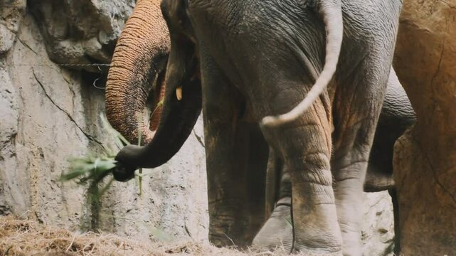 Two large land mammals, Asian elephants, elephas maximus standing side by side, covered in mud, flapping its ears, uses its long trunk to pick up food, eating branches with leaves on the ground.