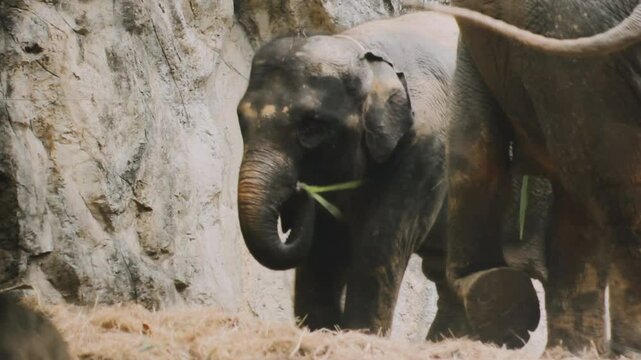 Two large land mammals, Asian elephants, elephas maximus standing side by side, covered in mud, flapping its ears, uses its long trunk to pick up food, eating branches with leaves on the ground.