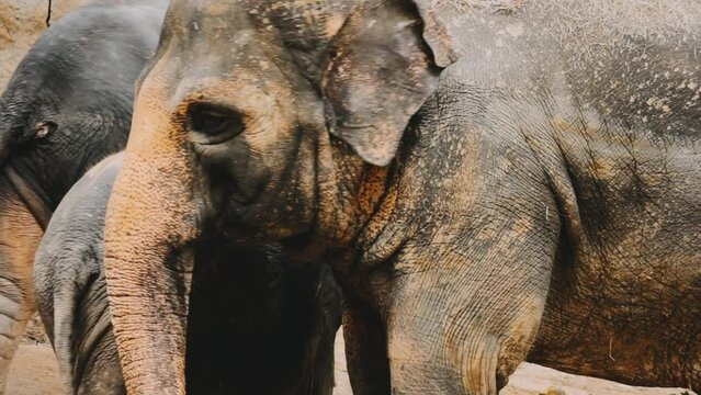 Two large land mammals, Asian elephants, elephas maximus standing side by side, covered in mud, flapping its ears, uses its long trunk to pick up food, eating branches with leaves on the ground.