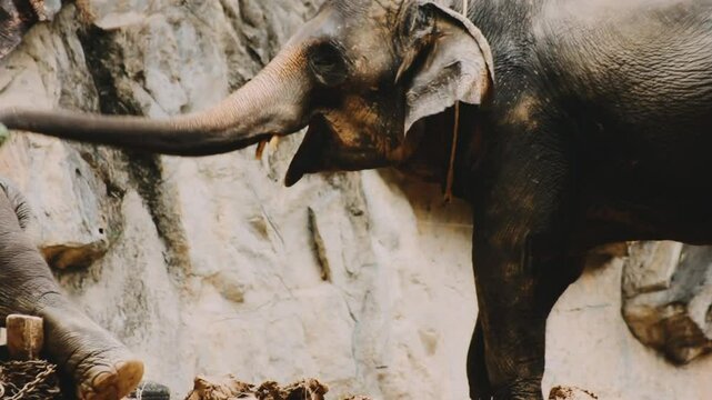 Two large land mammals, Asian elephants, elephas maximus standing side by side, covered in mud, flapping its ears, uses its long trunk to pick up food, eating branches with leaves on the ground.