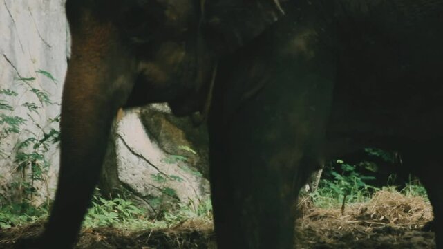 Two large land mammals, Asian elephants, elephas maximus standing side by side, covered in mud, flapping its ears, uses its long trunk to pick up food, eating branches with leaves on the ground.