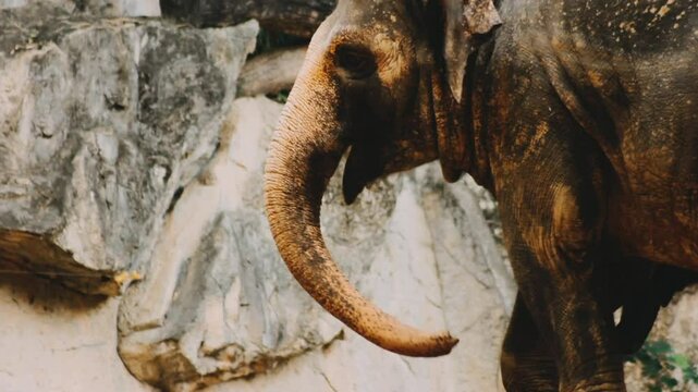 Two large land mammals, Asian elephants, elephas maximus standing side by side, covered in mud, flapping its ears, uses its long trunk to pick up food, eating branches with leaves on the ground.