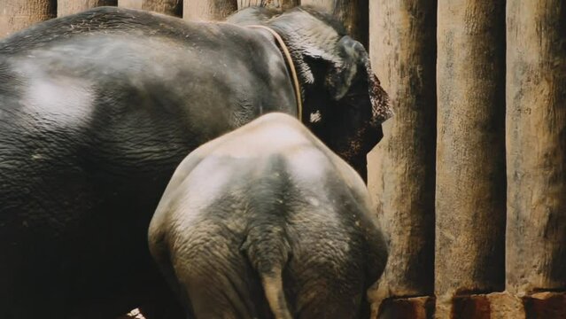 Two large land mammals, Asian elephants, elephas maximus standing side by side, covered in mud, flapping its ears, uses its long trunk to pick up food, eating branches with leaves on the ground.