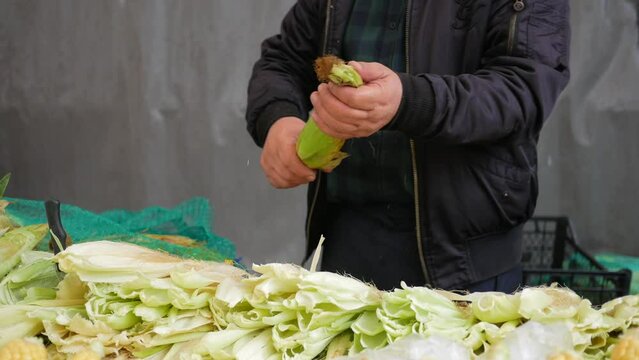 A vendor is getting ready to sell fresh corn that was just harvested at a local market