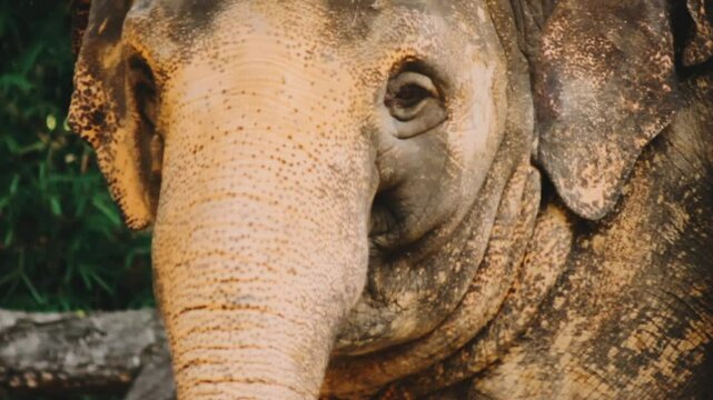 Two large land mammals, Asian elephants, elephas maximus standing side by side, covered in mud, flapping its ears, uses its long trunk to pick up food, eating branches with leaves on the ground.