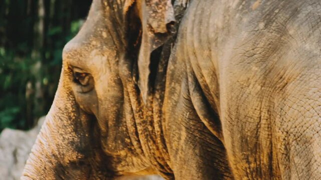Two large land mammals, Asian elephants, elephas maximus standing side by side, covered in mud, flapping its ears, uses its long trunk to pick up food, eating branches with leaves on the ground.