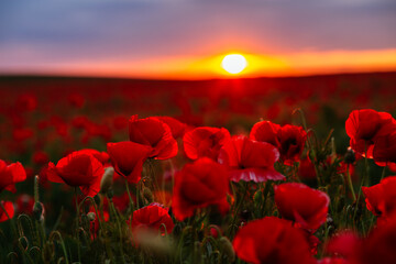 Blooming red poppies in a field against the sun on the horizon.