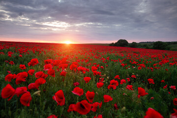 Blooming red poppies in a field against the sun on the horizon.
