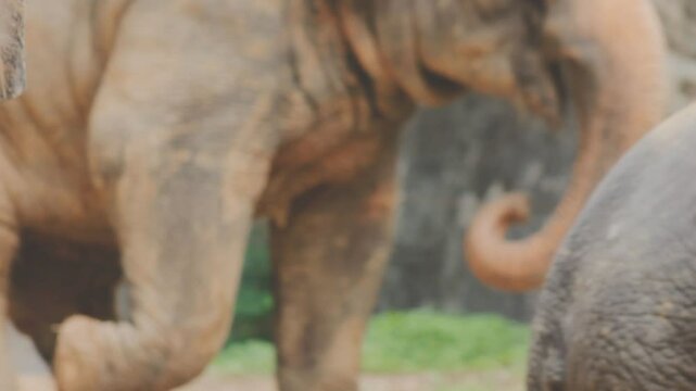 Two large land mammals, Asian elephants, elephas maximus standing side by side, covered in mud, flapping its ears, uses its long trunk to pick up food, eating branches with leaves on the ground.