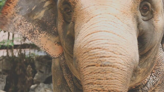 Two large land mammals, Asian elephants, elephas maximus standing side by side, covered in mud, flapping its ears, uses its long trunk to pick up food, eating branches with leaves on the ground.