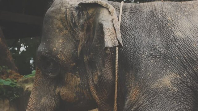 Two large land mammals, Asian elephants, elephas maximus standing side by side, covered in mud, flapping its ears, uses its long trunk to pick up food, eating branches with leaves on the ground.