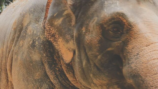 Two large land mammals, Asian elephants, elephas maximus standing side by side, covered in mud, flapping its ears, uses its long trunk to pick up food, eating branches with leaves on the ground.