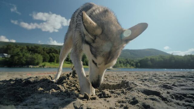 Cute young husky dog digs a hole in sand on a river beach in nature. Wide shot of dog play and have fun in the sand. Slow motion close up of husky play in nature