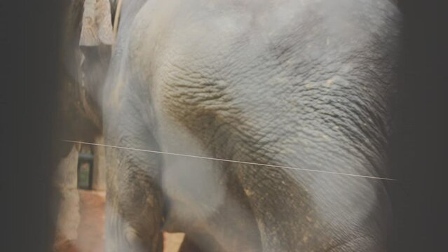Two large land mammals, Asian elephants, elephas maximus standing side by side, covered in mud, flapping its ears, uses its long trunk to pick up food, eating branches with leaves on the ground.