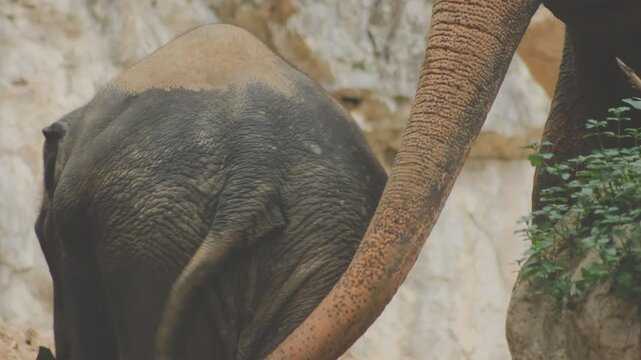 Two large land mammals, Asian elephants, elephas maximus standing side by side, covered in mud, flapping its ears, uses its long trunk to pick up food, eating branches with leaves on the ground.