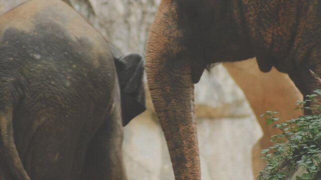 Two large land mammals, Asian elephants, elephas maximus standing side by side, covered in mud, flapping its ears, uses its long trunk to pick up food, eating branches with leaves on the ground.