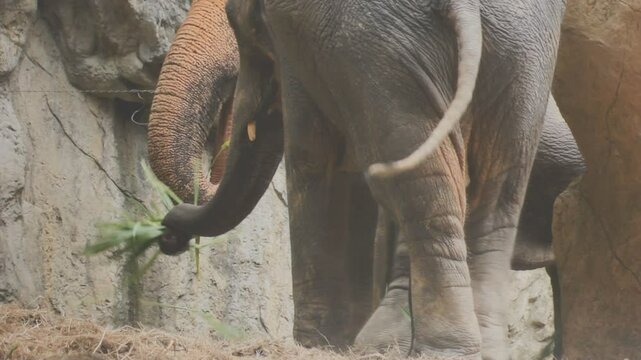 Two large land mammals, Asian elephants, elephas maximus standing side by side, covered in mud, flapping its ears, uses its long trunk to pick up food, eating branches with leaves on the ground.