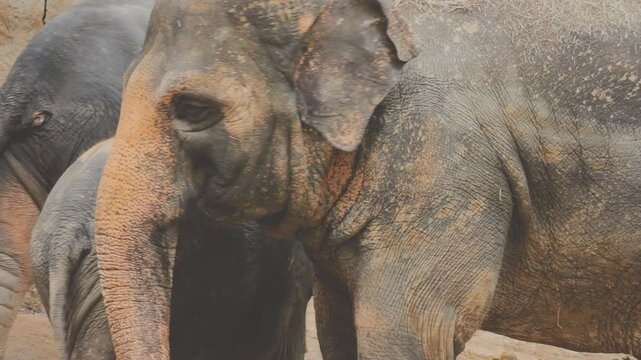 Two large land mammals, Asian elephants, elephas maximus standing side by side, covered in mud, flapping its ears, uses its long trunk to pick up food, eating branches with leaves on the ground.