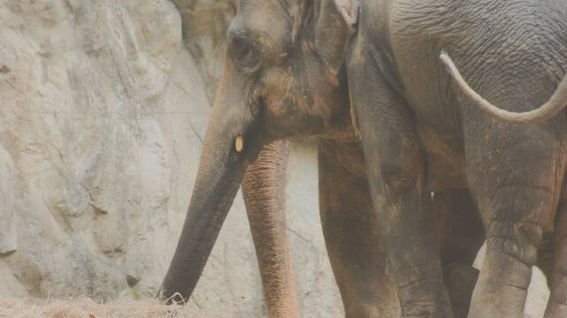 Two large land mammals, Asian elephants, elephas maximus standing side by side, covered in mud, flapping its ears, uses its long trunk to pick up food, eating branches with leaves on the ground.