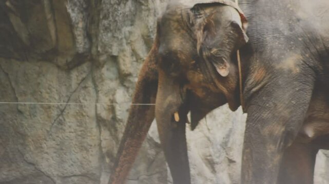 Two large land mammals, Asian elephants, elephas maximus standing side by side, covered in mud, flapping its ears, uses its long trunk to pick up food, eating branches with leaves on the ground.