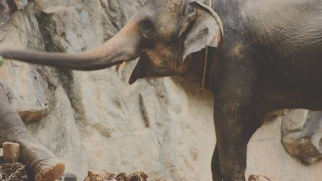 Two large land mammals, Asian elephants, elephas maximus standing side by side, covered in mud, flapping its ears, uses its long trunk to pick up food, eating branches with leaves on the ground.