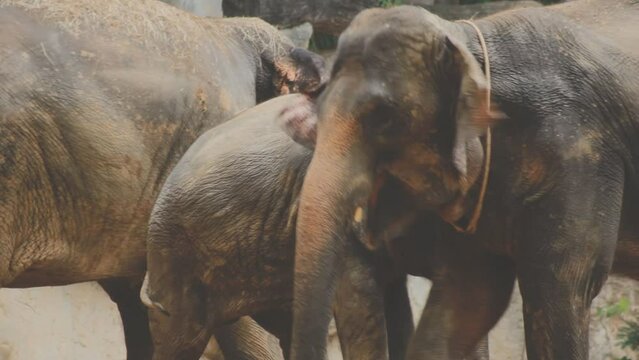 Two large land mammals, Asian elephants, elephas maximus standing side by side, covered in mud, flapping its ears, uses its long trunk to pick up food, eating branches with leaves on the ground.