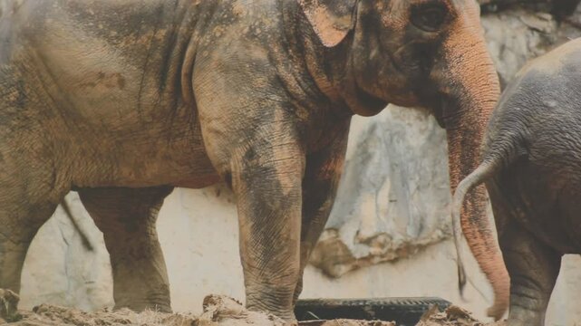 Two large land mammals, Asian elephants, elephas maximus standing side by side, covered in mud, flapping its ears, uses its long trunk to pick up food, eating branches with leaves on the ground.