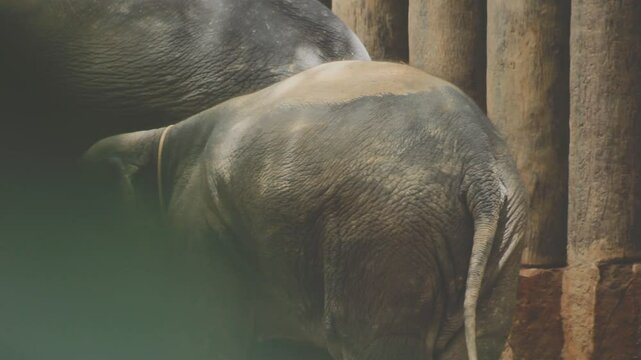 Two large land mammals, Asian elephants, elephas maximus standing side by side, covered in mud, flapping its ears, uses its long trunk to pick up food, eating branches with leaves on the ground.