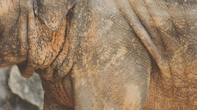 Two large land mammals, Asian elephants, elephas maximus standing side by side, covered in mud, flapping its ears, uses its long trunk to pick up food, eating branches with leaves on the ground.