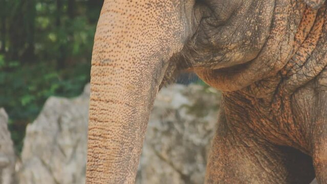 Two large land mammals, Asian elephants, elephas maximus standing side by side, covered in mud, flapping its ears, uses its long trunk to pick up food, eating branches with leaves on the ground.