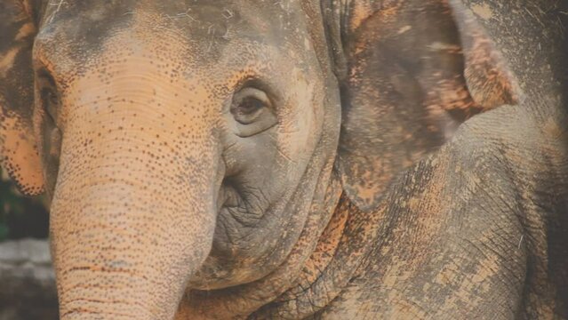 Two large land mammals, Asian elephants, elephas maximus standing side by side, covered in mud, flapping its ears, uses its long trunk to pick up food, eating branches with leaves on the ground.