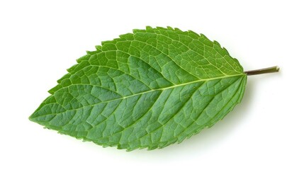 Close-up of a healthy mint leaf isolated on white, symbolizing natural health benefits