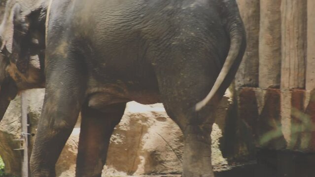 Two large land mammals, Asian elephants, elephas maximus standing side by side, covered in mud, flapping its ears, uses its long trunk to pick up food, eating branches with leaves on the ground.