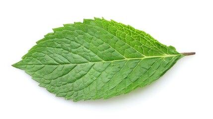 Fototapeta premium Close-up of a single green mint leaf isolated on white, ideal for culinary and tea concepts