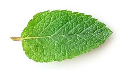 Obraz premium Close-up of a single mint leaf isolated on a plain white background, ideal for packaging