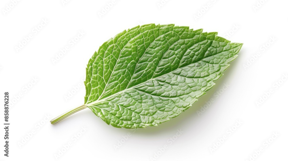 Wall mural Close-up of a single pristine mint leaf isolated on white, perfect for herbal tea packaging