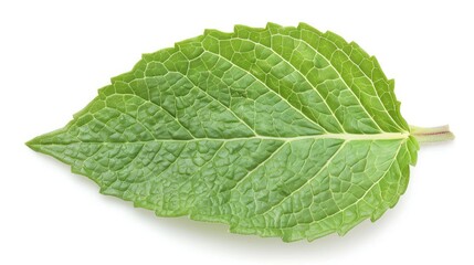 Obraz premium Close-up of an aromatic mint leaf isolated on white, ideal for herbal tea and infusion ads