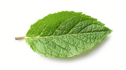 Fototapeta premium Close-up of an aromatic mint leaf isolated on white, ideal for herbal tea and infusion ads