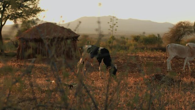 Herd of free-ranging cows eat grass in savannah next to bomas hut made from branches with thatched roof. Beautiful landscape against backdrop of mountains in haze