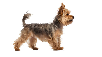 walking young yorkshire terrier, side view