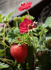 strawberries in a garden